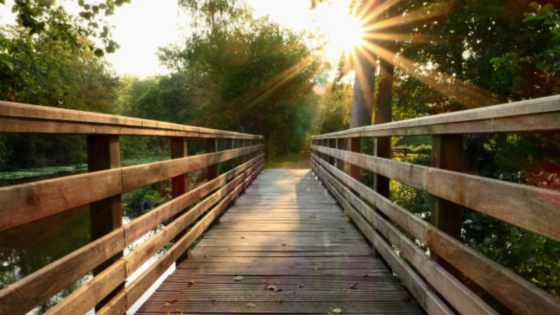 wooden bridge leading with forest and sunlight